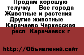 Продам хорошую телучку. - Все города Животные и растения » Другие животные   . Карачаево-Черкесская респ.,Карачаевск г.